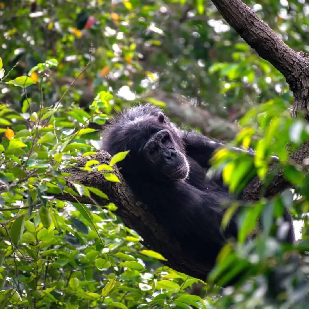 4 Days Kibale Chimpanzee Trekking and Bigodi Wetland Safari Attraction